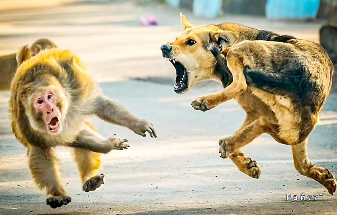 Примат быстро пожалел, что исподтишка напал на пса