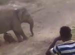 Слониха, защищая новорождённого детёныша, жестоко наказала одного из местных жителей