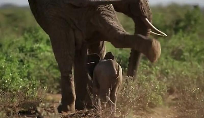 Слониха заступилась за детёныша и оградила его от агрессивного старшего брата ▶