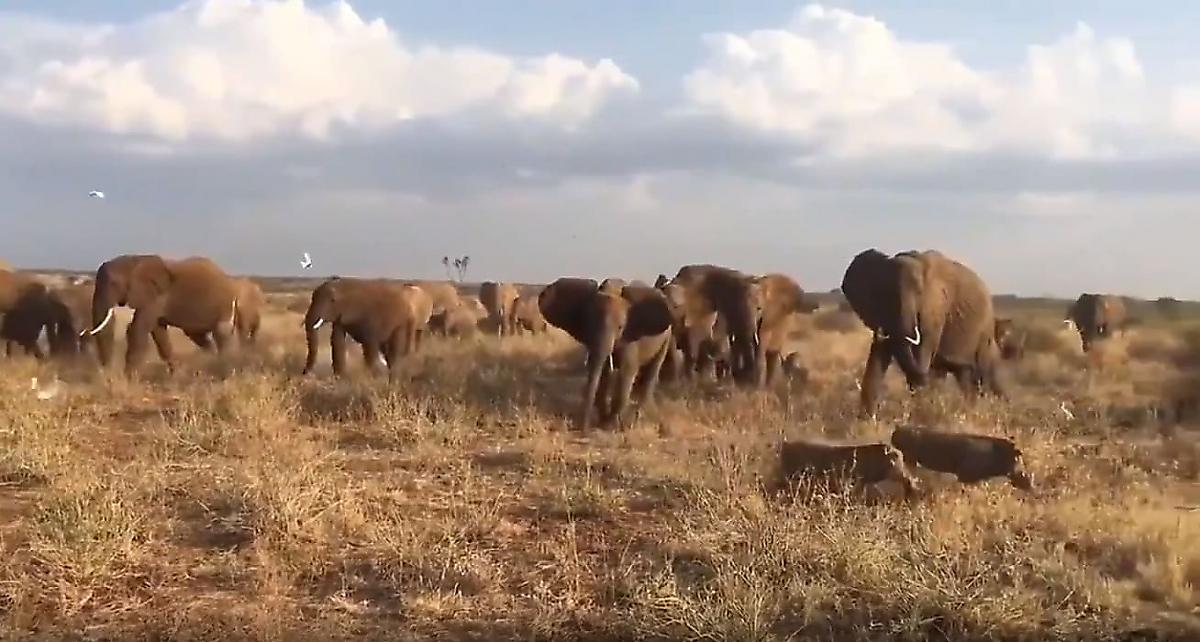 Стая птиц и бородавочники сопроводили мигрирующее слоновье стадо в Кении - видео