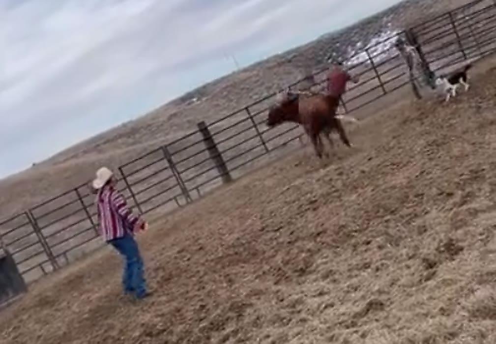 Свирепый бык скинул наездника и чуть не растоптал пса и ковбоев в Айдахо