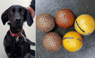 Ветеринары обнаружили пять мячей для гольфа в желудке у жадного пса в Британии