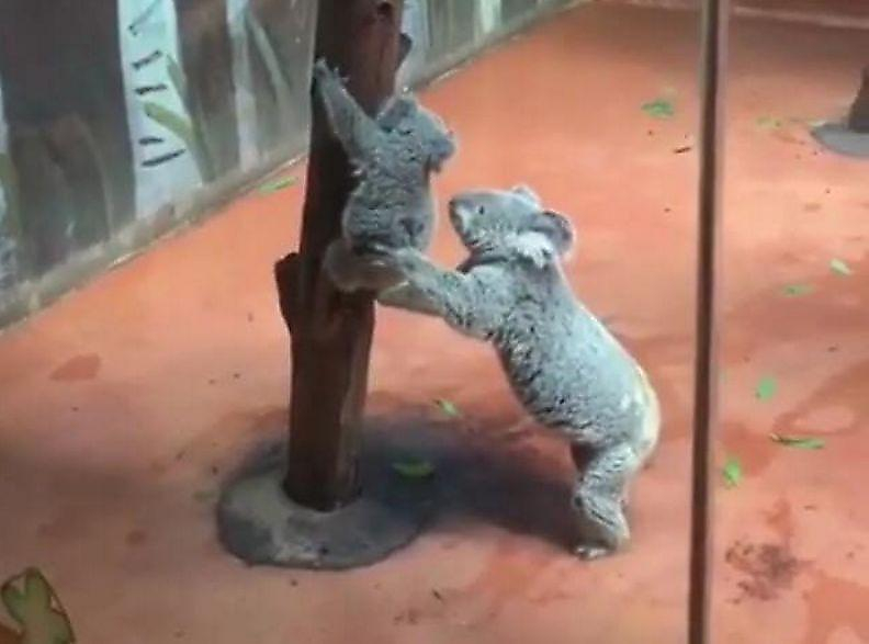 Заботливая коала подстраховала своего детёныша, спускающегося с дерева ▶