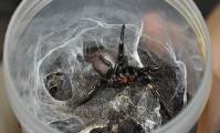 Рождение сотен пауков запечатлели в австралийском парке рептилий (Видео) 5