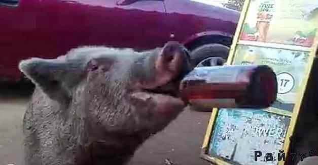 Страдающая от жажды свинья пришла на пивной запах и осушила три бутылки с пенным напитком, не обращая внимания на молодых людей, стоящих возле питейного заведения в Мексике.