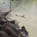 Крокодил лишил улова рыбака в Австралии (Видео)