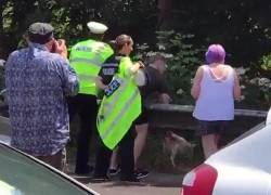 Две свиньи парализовали движение на автомагистрали в Британии. (Видео) 4