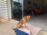 Собака четыре месяца дежурит возле больницы в Бразилии, дожидаясь своего хозяина 1