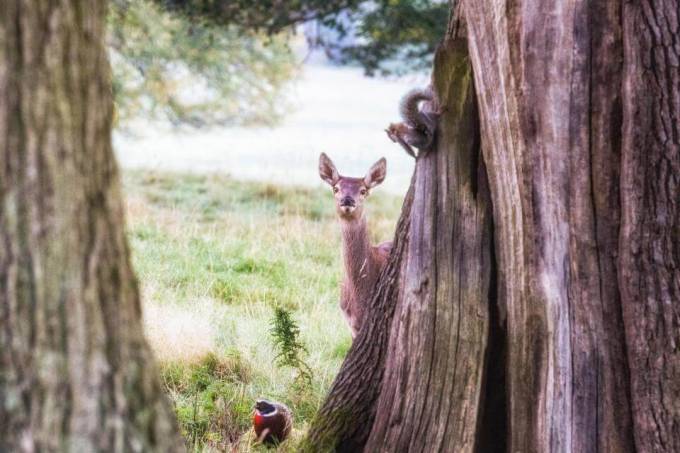 Фотограф запечатлел «тайную» встречу оленя, белки и фазана в британском парке.