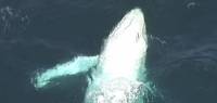 Редкий белый кит был замечен у побережья Квинсленда. (Видео)