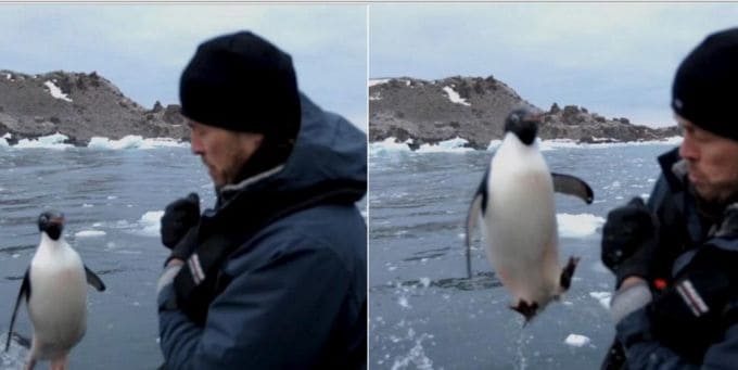 Пингвин запрыгнул в лодку к журналистам и нарушил съёмочный процесс фильма Blue Planet II (Видео)