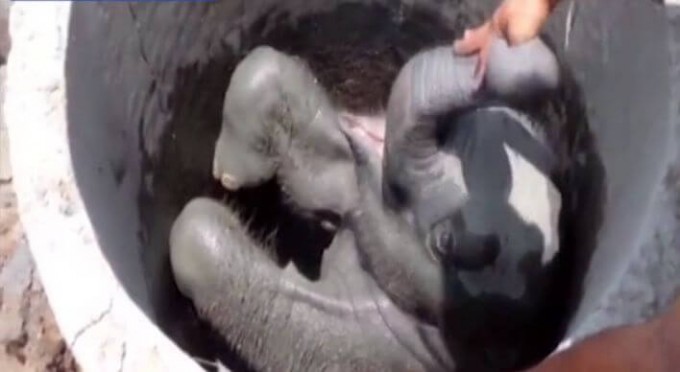 Маленького слонёнка, застрявшего в колодце, спасли в Шри - Ланке (Видео)