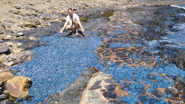 Тысячи синих медуз заполонили австралийский пляж. (Видео)