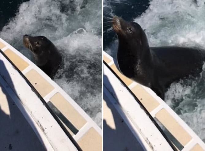 Морской лев - «зацепер» прокатился на моторной лодке в Мексике (Видео)