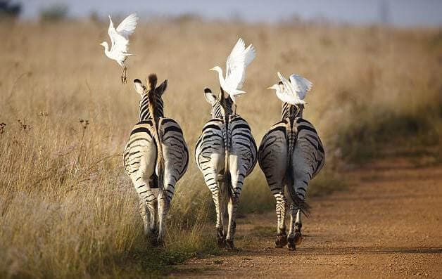 Цапли прокатились на зебрах в южноафриканском заповеднике.