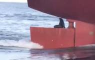Хитрый тюлень устроился с комфортом на рулевом устройстве корабля