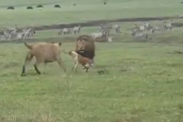 Бесстрашная собака атаковала двух львов в Танзании (Видео)