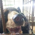 Медведь с огромным языком был прооперирован в Мьянме. (Видео) 2