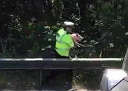 Две свиньи парализовали движение на автомагистрали в Британии. (Видео) 5