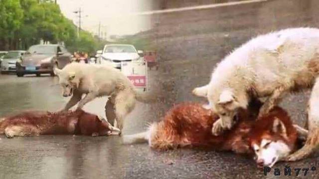 Собака попыталась реанимировать своего друга, попавшего под машину на авто трассе в Китае (Видео)