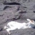 Спасатели вытащили телёнка из пересохшей реки с крокодилами. (Видео)
