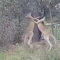 Австралиец разнял двух дерущихся кенгуру, не поделивших территорию его участка (Видео)