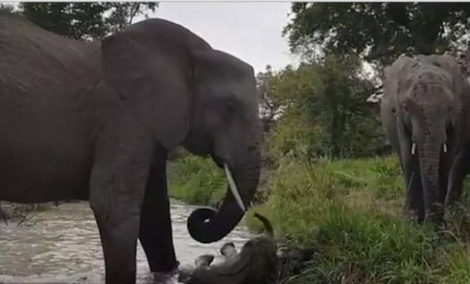 Слоны помогли неуклюжему детёнышу преодолеть ручей в африканском парке. (Видео)