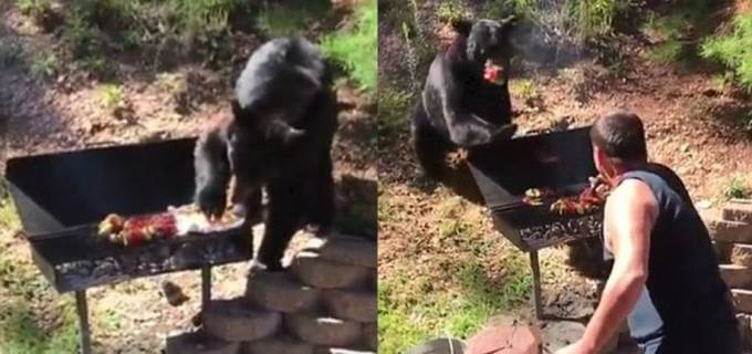 Медведь гризли ограбил собравшееся на барбекю семейство (Видео)