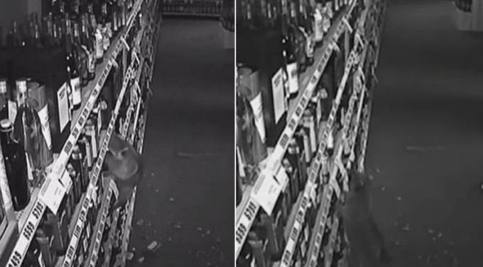 Енот ограбил алкогольный магазин в Теннесси (Видео)
