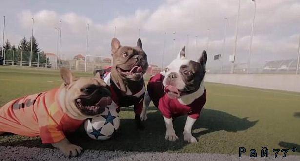 Футбольный матч между двумя командами французских бульдогов был организован чешской организацией FRBUL, чтобы привлечь внимание к собакам - инвалидам.