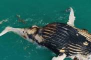 Акулы и крокодилы устроили пир возле туши мёртвого кита в Австралии (Видео)