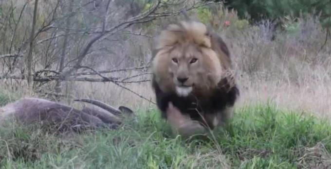 Пакистанский фотограф чуть не стал добычей «обедающего» льва. (Видео)