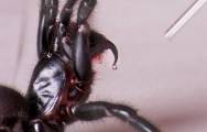 Рождение сотен пауков запечатлели в австралийском парке рептилий (Видео) 2
