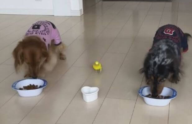 Попугай опоздал на семейный ужин в Японии. (Видео)