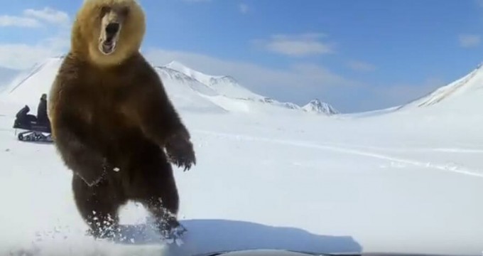 Рыбак на снегоходе, прогоняя медведя, чуть не оказался в его объятьях (Видео)