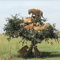 Львиный прайд компактно разместился на дереве в Танзании (Видео)
