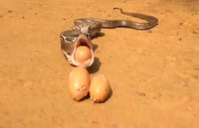 Ядовитая воровка не смогла утащить 8 яиц из курятника в Индии (Видео)
