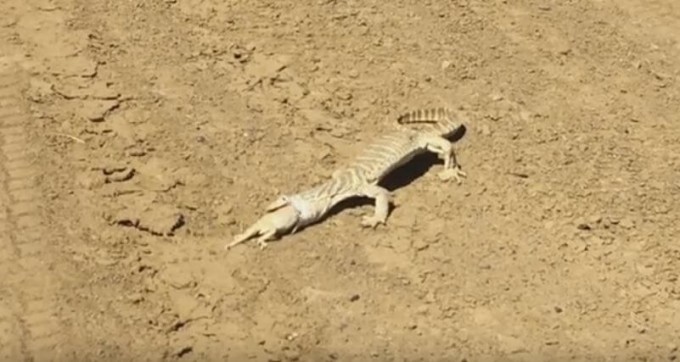 Варан не смог проглотить бородатую ящерицу в Австралии (Видео)