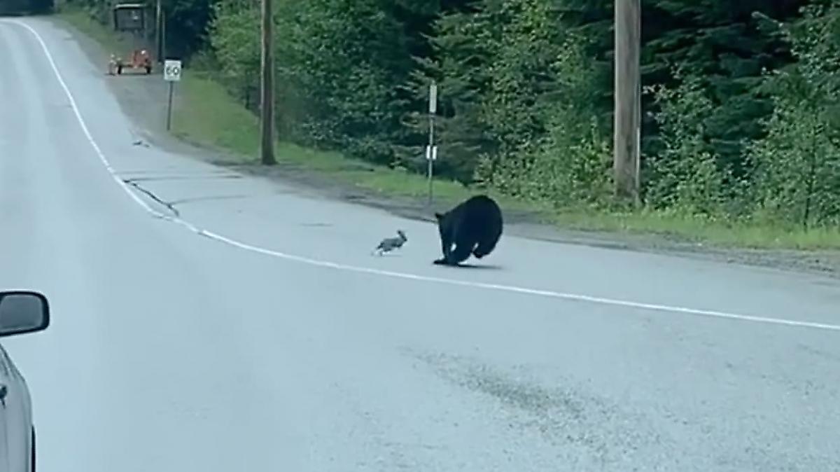 Бедный кролик не смог сбежать от кровожадного медведя в канадском заповеднике