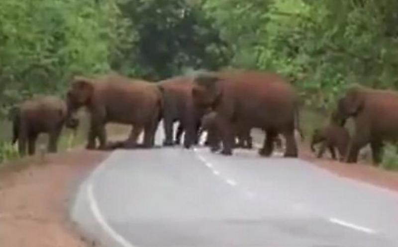 Похоронная процессия слонов, несущих тело детёныша, пересекла дорогу в индийском заповеднике ▶