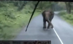 Слониха, защищая детёныша, напала на автобус в индийском национальном парке (Видео)