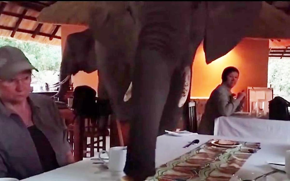 Слоны бесцеремонно прервали завтрак туристов в африканском кафе