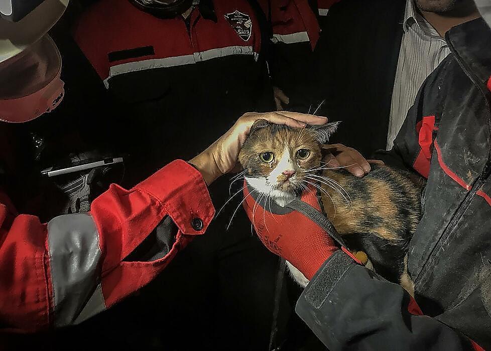 Служебный пёс спас кошку, обнаружив её под завалами жилого дома в Турции