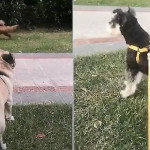 Собака, демонстрирующая «нескромные» движения, привлекла внимание псов в Китае (Видео)