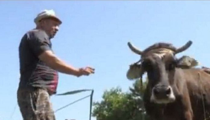 В Болгарии приговорили беременную корову, перешедшую через границу с Сербией (Видео)