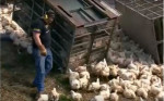 Грузовик с сотнями цыплят перевернулся на автотрассе в США (Видео) 0