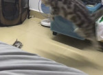 Кошка, застигнутая врасплох котёнком, «катапультировалась» на глазах у своей хозяйки ▶