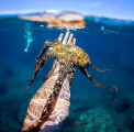 Любопытный осьминог, присосавшись к маске дайвера, принял участие в подводном селфи 3