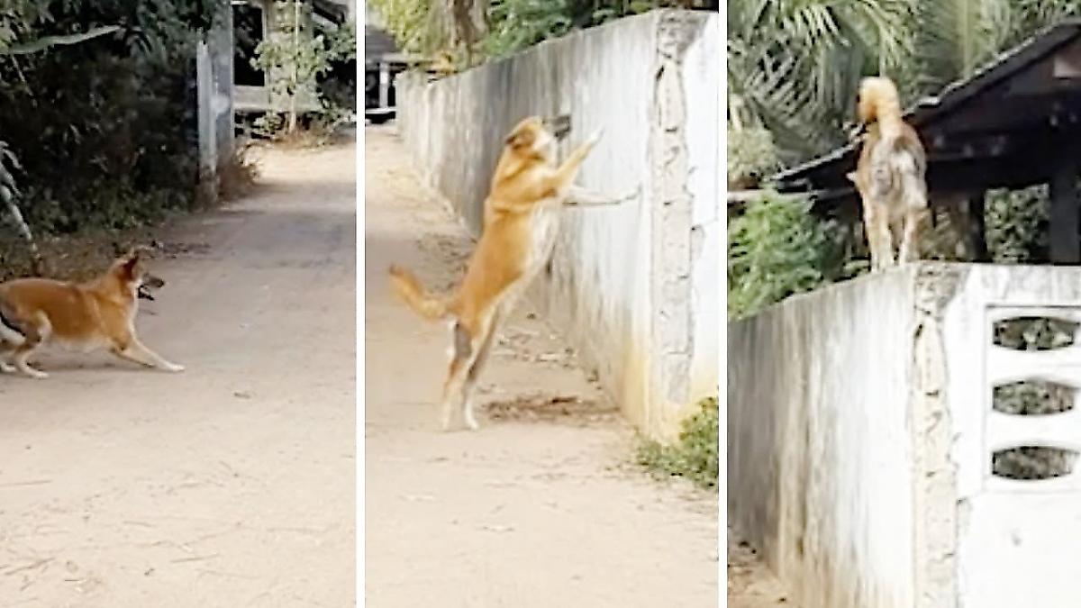 Нерешительный пёс, примеряющийся к забору, рассмешил пользователей тайских соцсетей