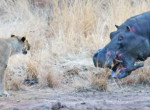 Противостояние между львиным прайдом, бегемотом и слоном запечатлели туристы в Африке